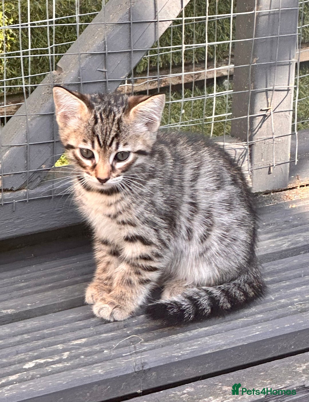 Savannah cats for sale: Savannah Kittens - Image 10