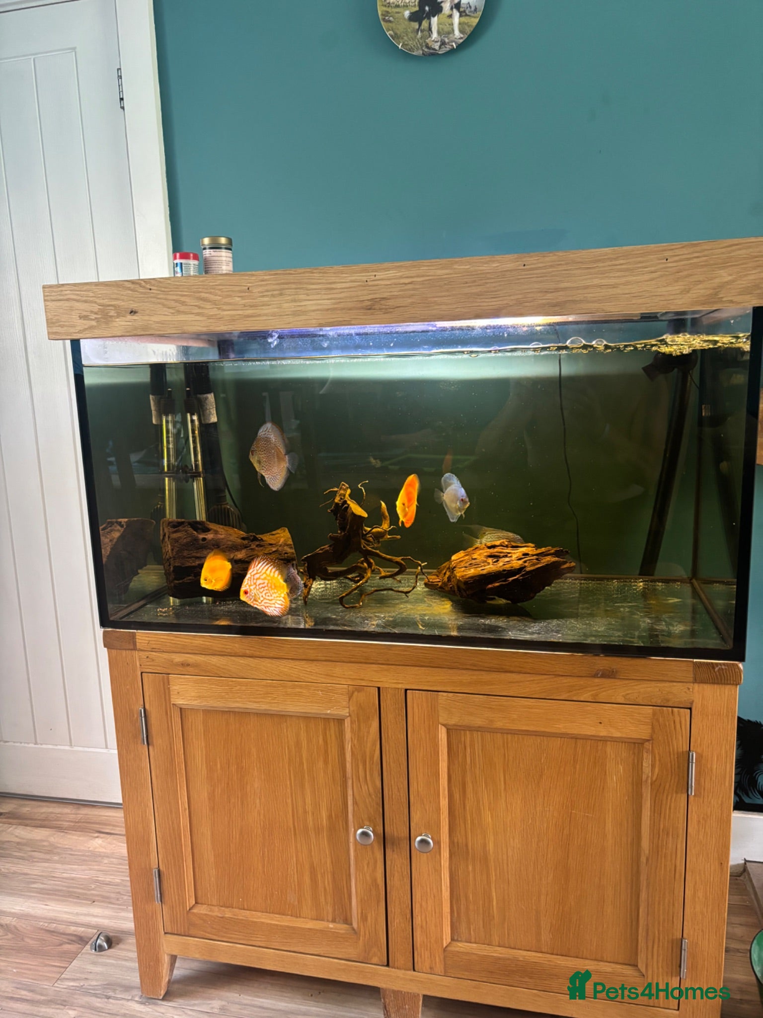 Discus fish Discus  - Advert 16