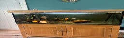 Discus fish for sale: Discus  in Stockport - Advert 1