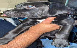 Mixed Breed dogs for sale: Half presa Canario X staffy - Image 2