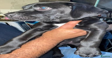 Mixed Breed dogs - Advert 16