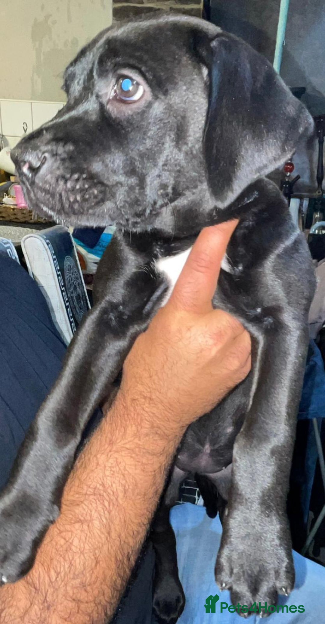 Mixed Breed dogs for sale: Half presa Canario X staffy - Image 2