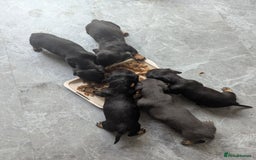 Miniature Dachshund dogs for sale:  Beautiful Miniature dashound puppies  - Image 7