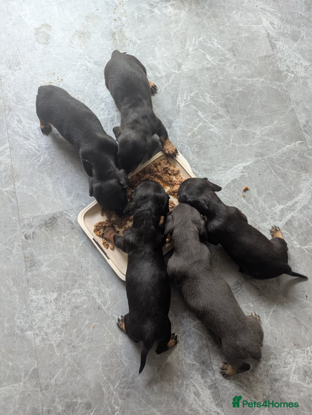 Miniature Dachshund dogs for sale:  Beautiful Miniature dashound puppies  - Image 7