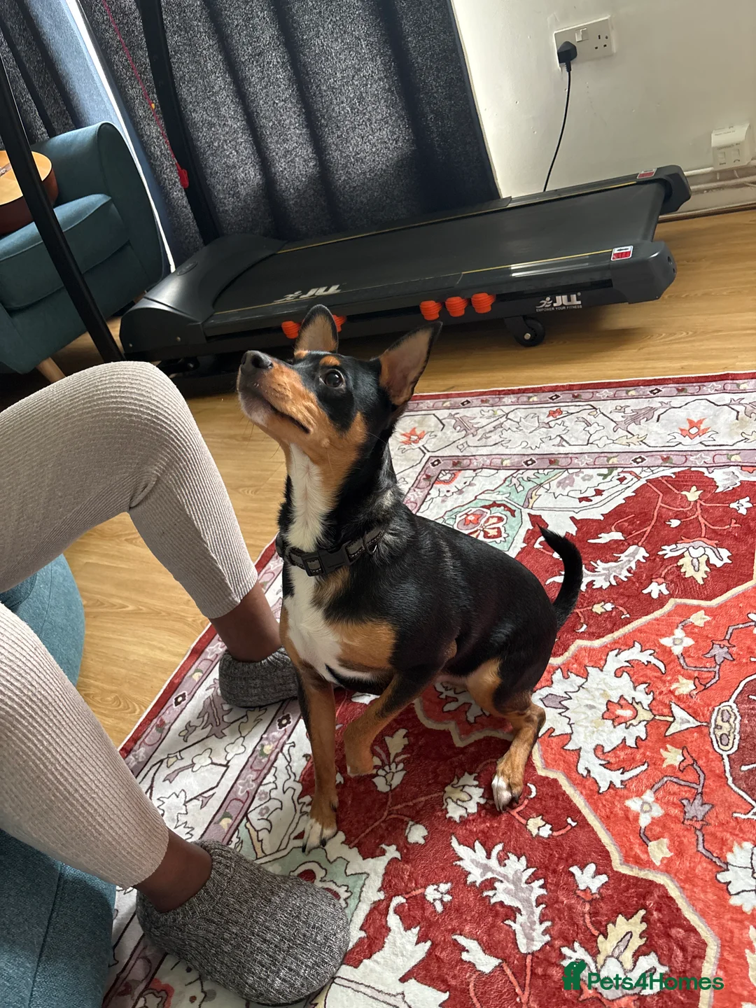 Jack Russell dogs for sale: Bobby - Advert 1