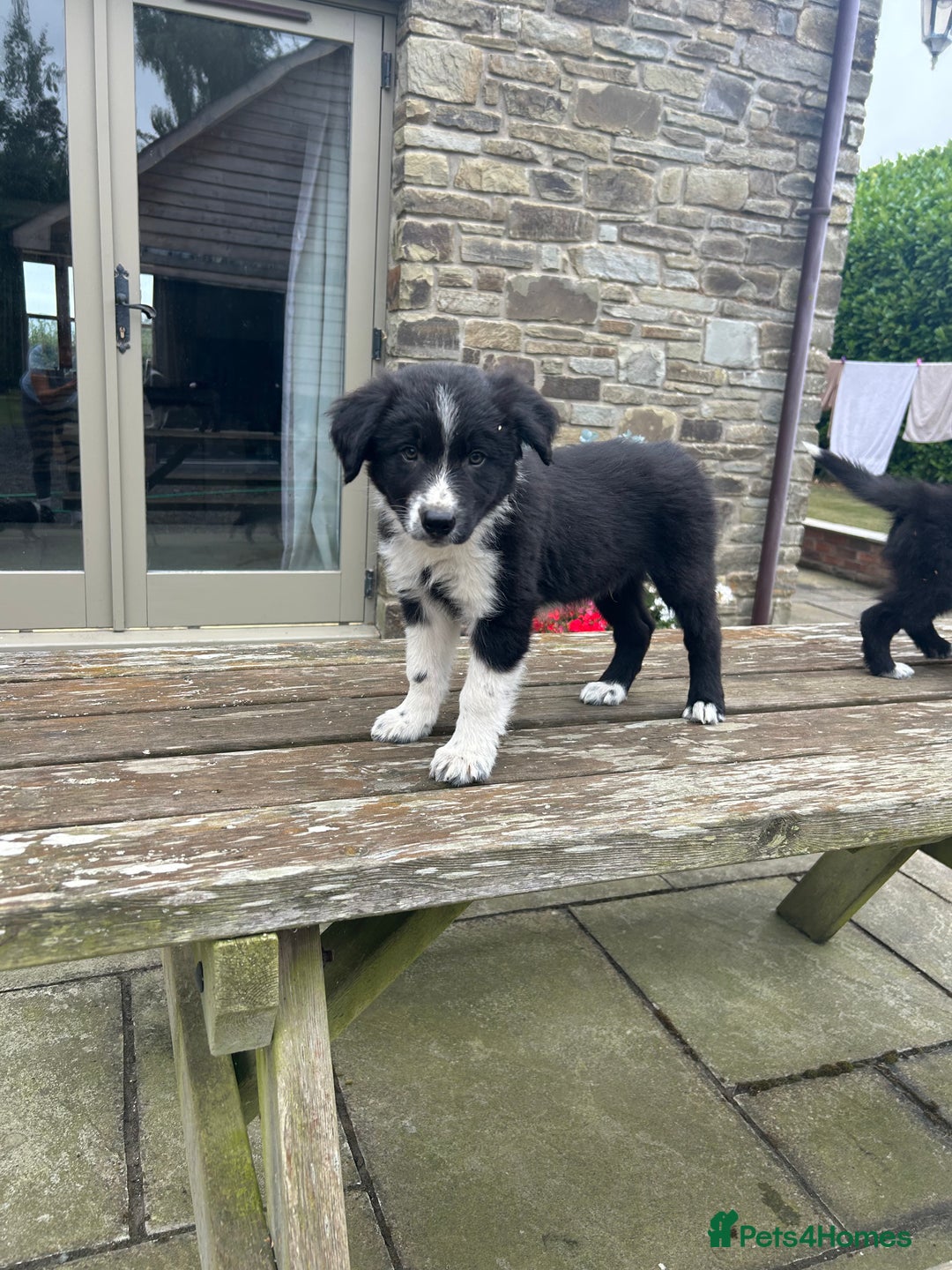 Welsh Collie dogs for sale: Beautiful Welsh Collie Puppies FOR SALE - Image 19