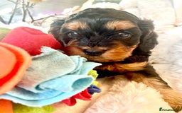 Cavapoo dogs for sale: Cavapoo - Image 12