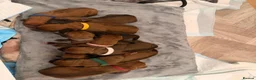 Rhodesian Ridgeback dogs for stud: Hips 1/1, Elbows 0/0 JME, DM, MH, EOAD, IVA Clear - Advert 3
