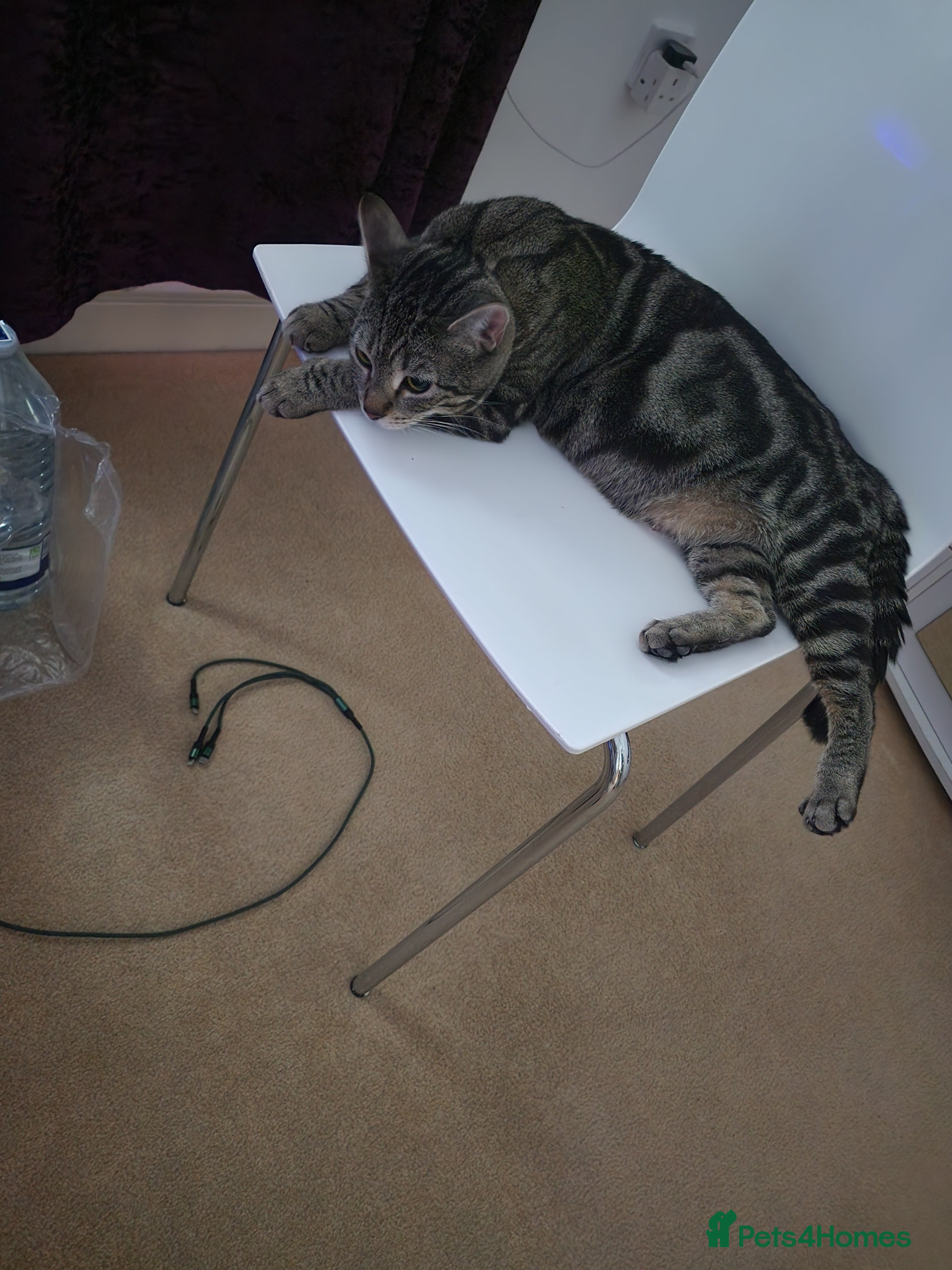 Mixed Breed cats Four adorable kittens looking for homes - Advert 2