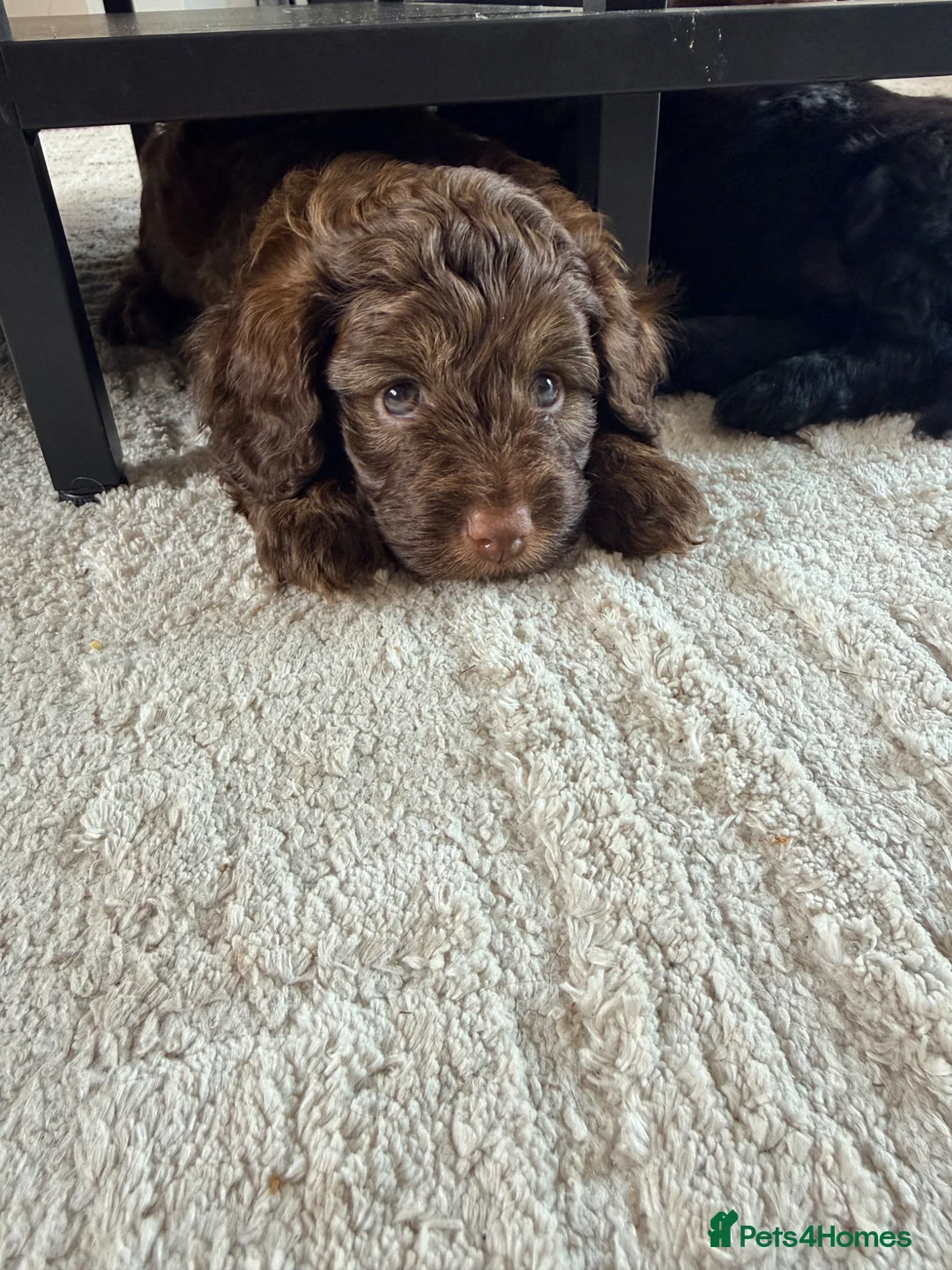 Mixed Breed dogs for sale: Chocolate Brown Cavapoo/Cockapoo pups - Advert 1