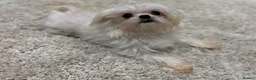 Maltese dogs for sale: Tiny maltese girl 3 years old  - Advert 3