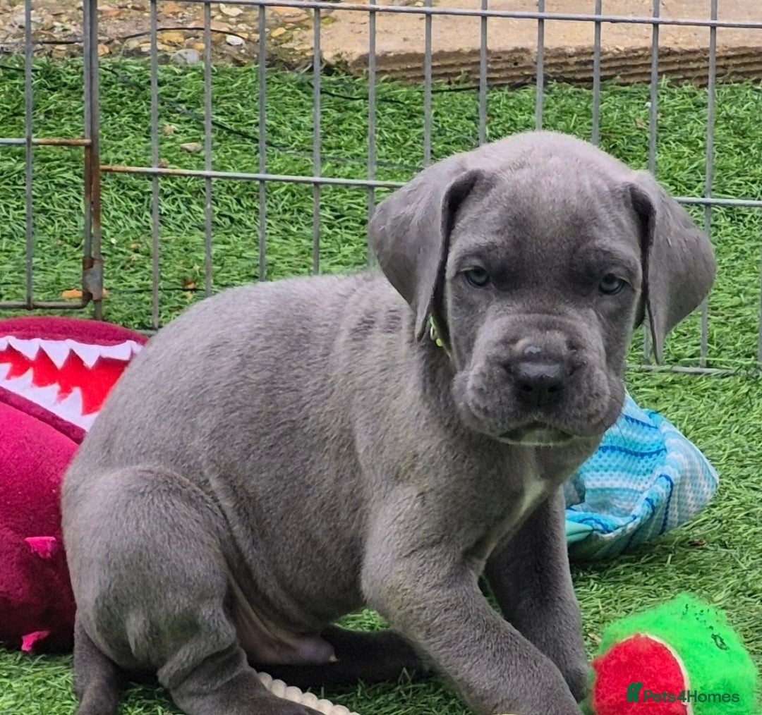 Great Dane dogs Pedigree Blue Great Dane Babies  - Advert 3