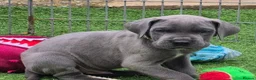 Great Dane dogs for sale: Pedigree Blue Great Dane Babies  - Advert 1