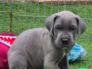 Great Dane dogs Pedigree Blue Great Dane Babies - Advert 3