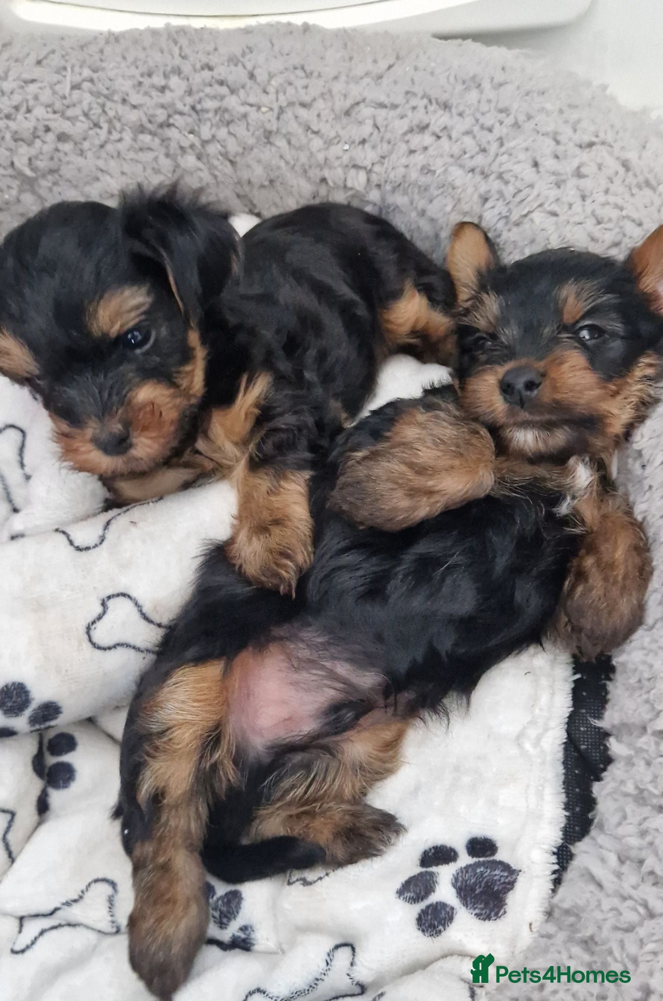 Yorkshire Terrier dogs Yorkshire terrier puppies 🐶  - Advert 1