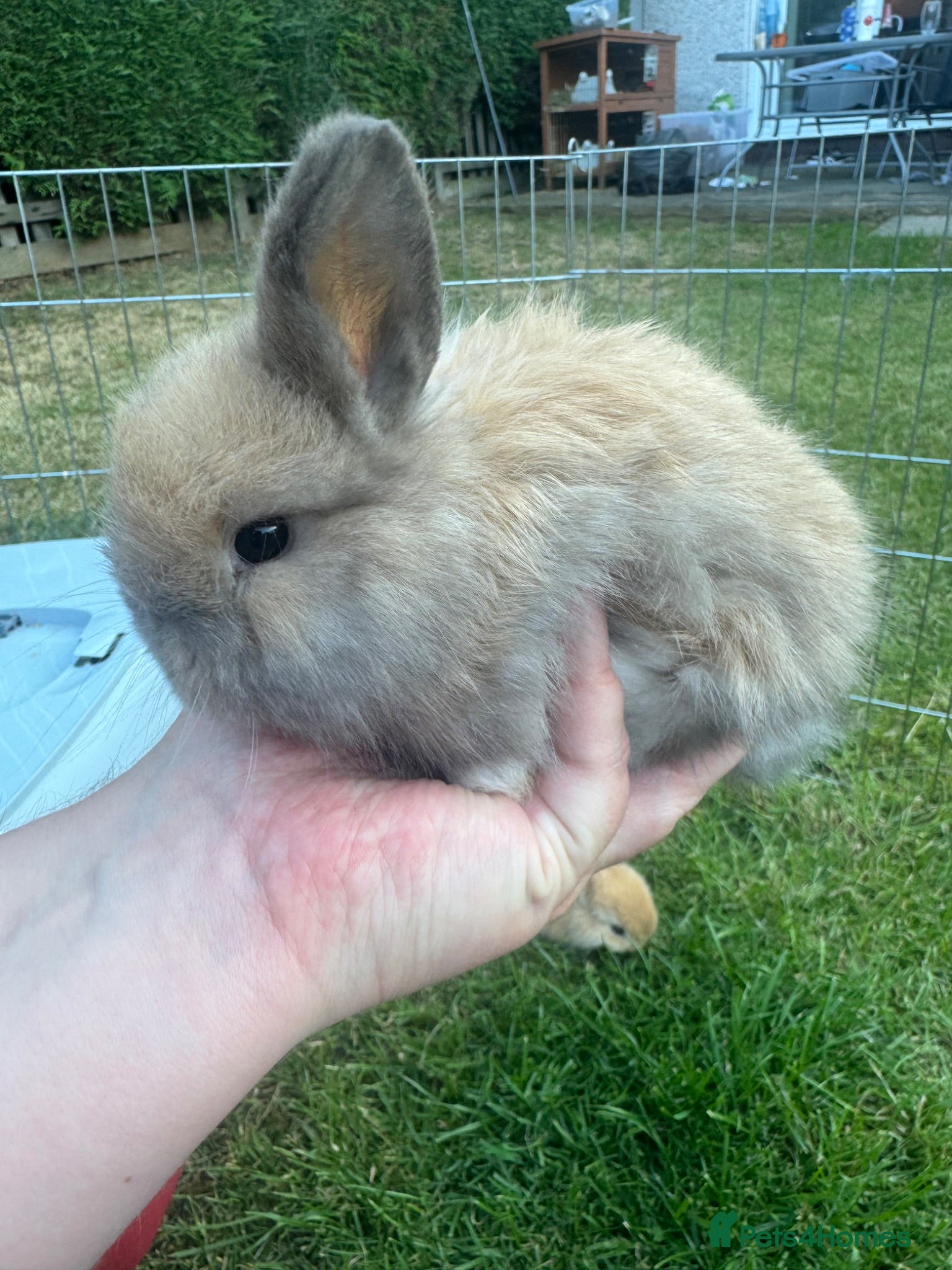 Mini Lop rabbits Beautiful mini lop rabbits  - Advert 2