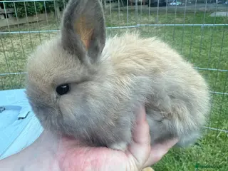 Mini Lop rabbits Beautiful mini lop rabbits - Advert 2