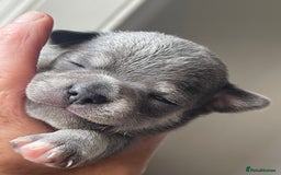 Chihuahua dogs for sale: Purebred chihuahua puppies - Image 7
