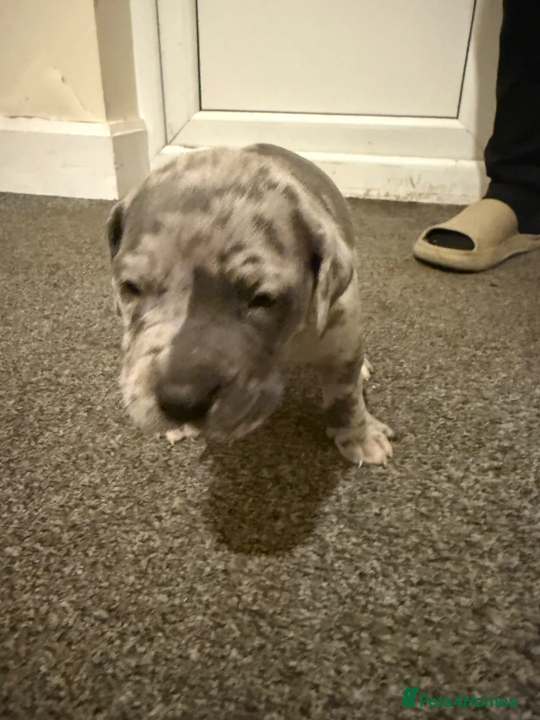 Cane Corso dogs for sale: Cane Corso in Scunthorpe - Advert 14