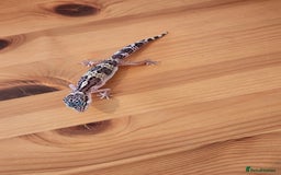 Leopard Gecko reptiles for sale: Baby Leopard Gecko - Mack Snow Morph - Image 3