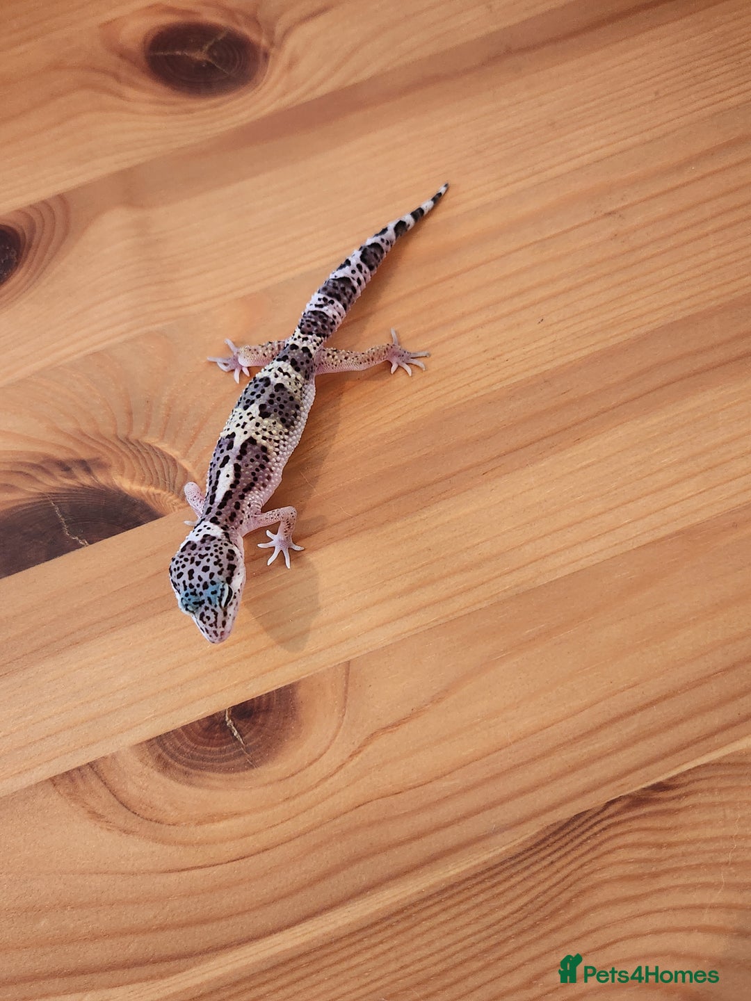 Leopard Gecko reptiles for sale: Baby Leopard Gecko - Mack Snow Morph - Image 3
