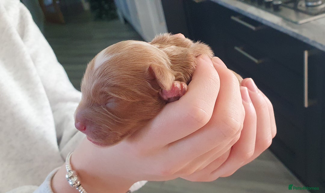 Cockapoo dogs for sale: Top quality F1b Toy Cockapoo puppies - Advert 6