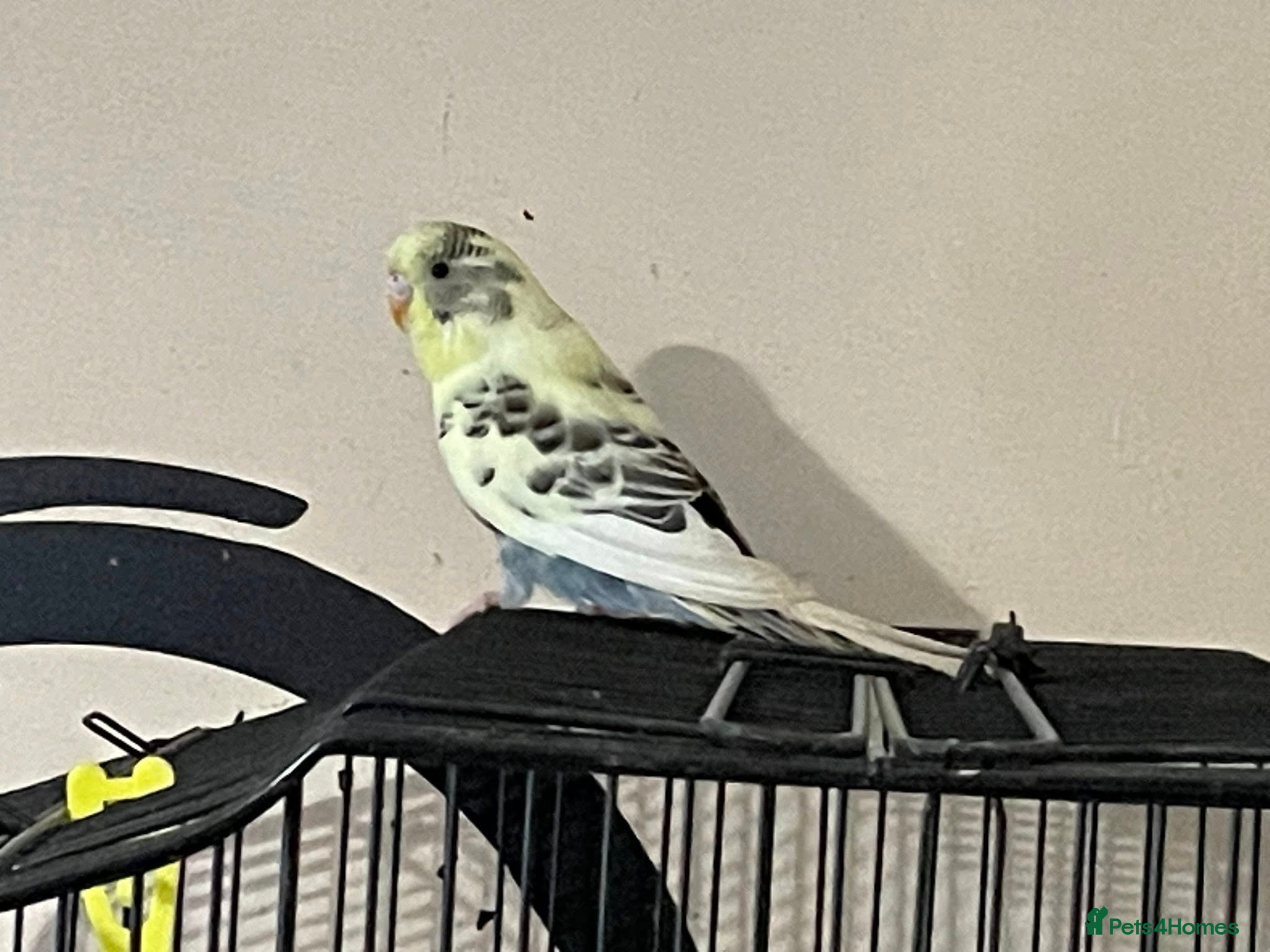 Budgerigars birds Hen resesive pied budgies 2 avalible - Advert 1