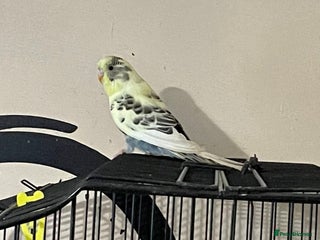 Budgerigars birds Hen resesive pied budgies 2 avalible - Advert 1