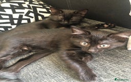 Mixed Breed cats for sale: beautiful kittens for sale  in Bellshill - Image 4