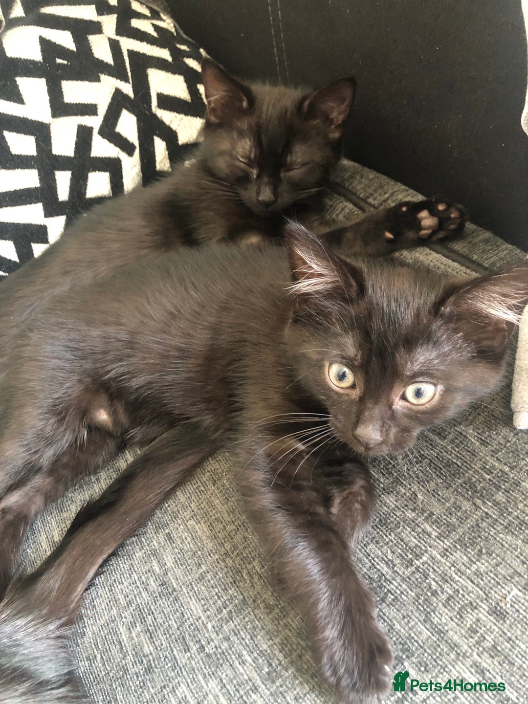 Mixed Breed cats for sale: beautiful kittens for sale  in Bellshill - Image 4