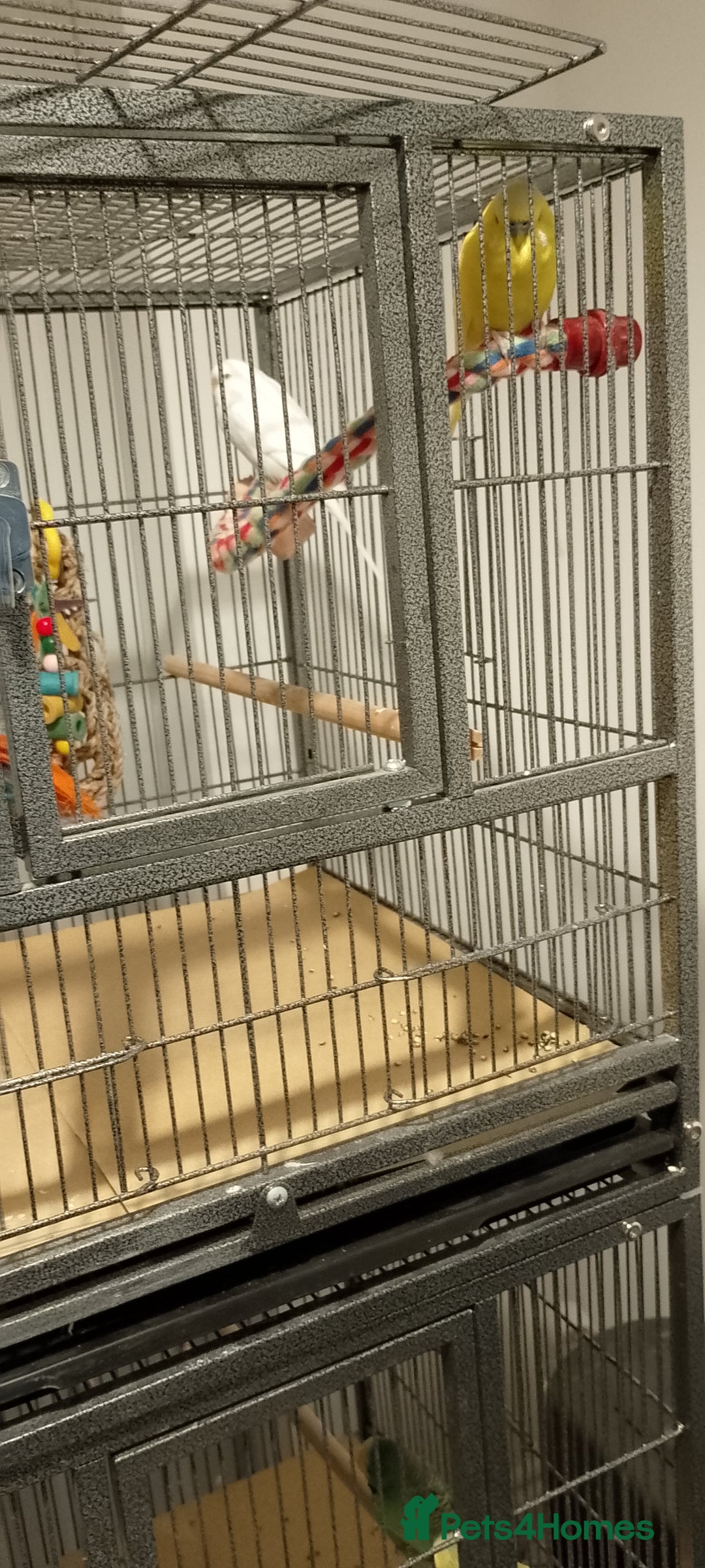 Budgerigars birds for sale: Last year budgies cages seed and sand sheets  - Advert 3