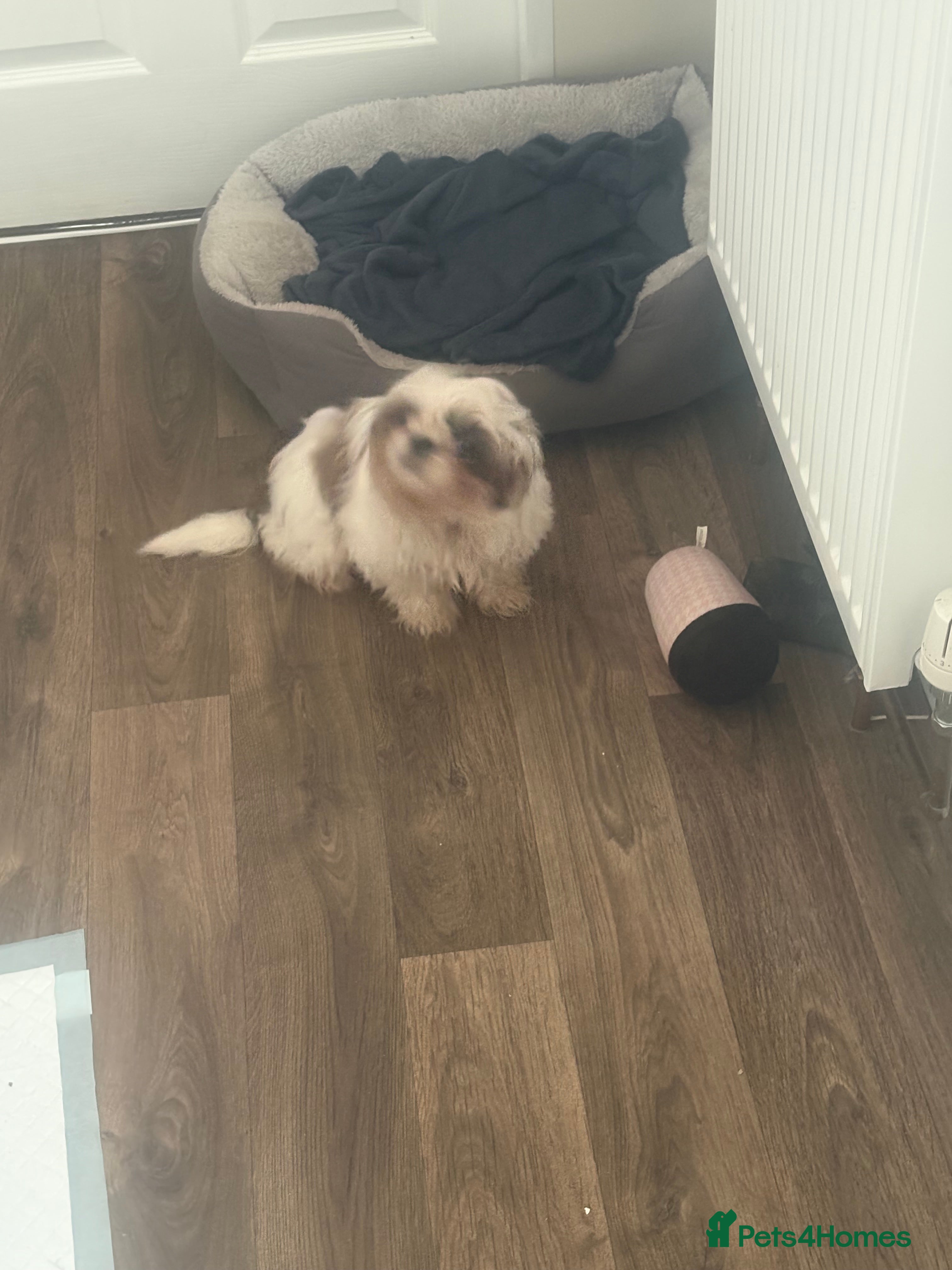 Shih Tzu dogs Puppy  - Advert 1