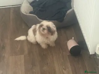 Shih Tzu dogs Puppy - Advert 1