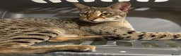 Savannah cats for sale: Beautiful F2 Female Savannah - Advert 1
