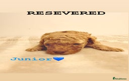 Miniature Poodle dogs for sale: Miniature Poodle  - Advert 9