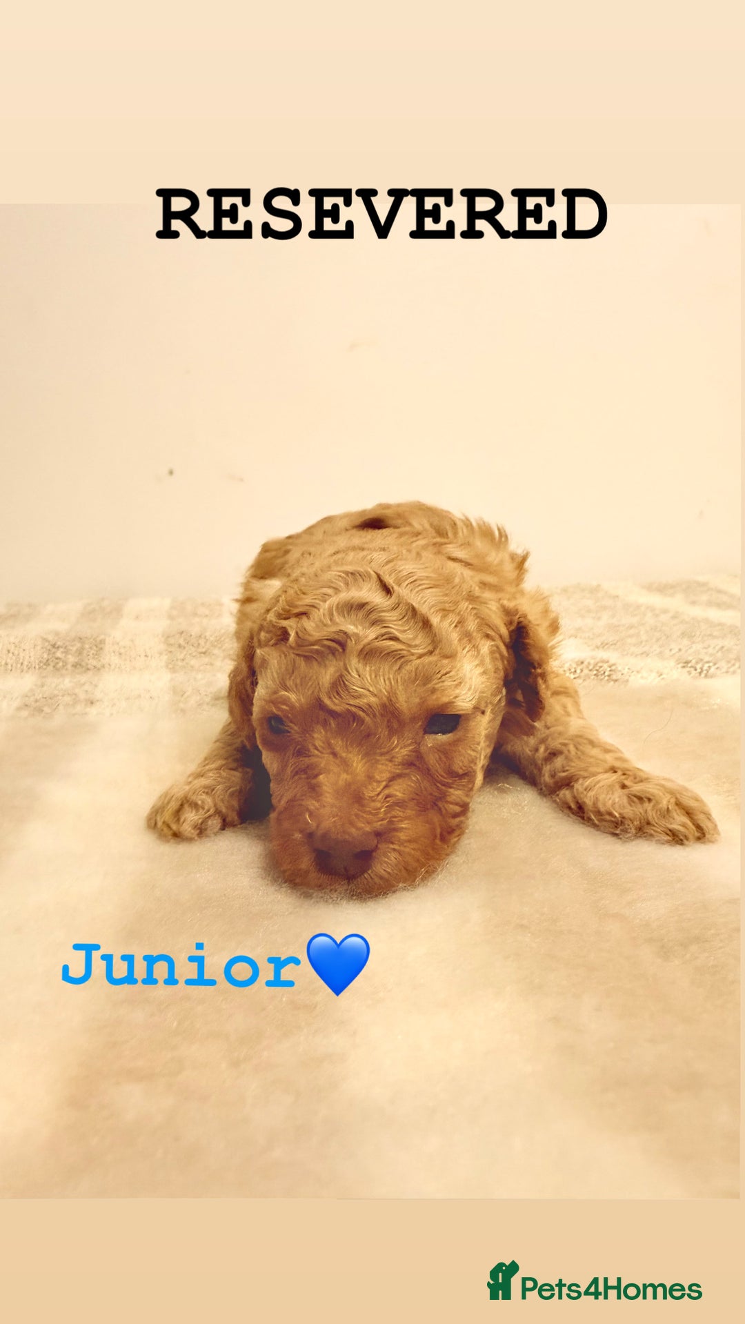 Miniature Poodle dogs for sale: Miniature Poodle  - Advert 9