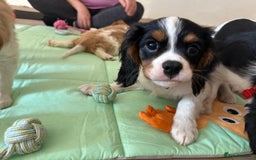 Cavalier King Charles Spaniel dogs for sale: Male KC reg & Health Tested Cavalier puppies - Image 28