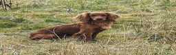 Cocker Spaniel dogs for sale: Kc Health Tested Working Cocker Pups - Advert 4
