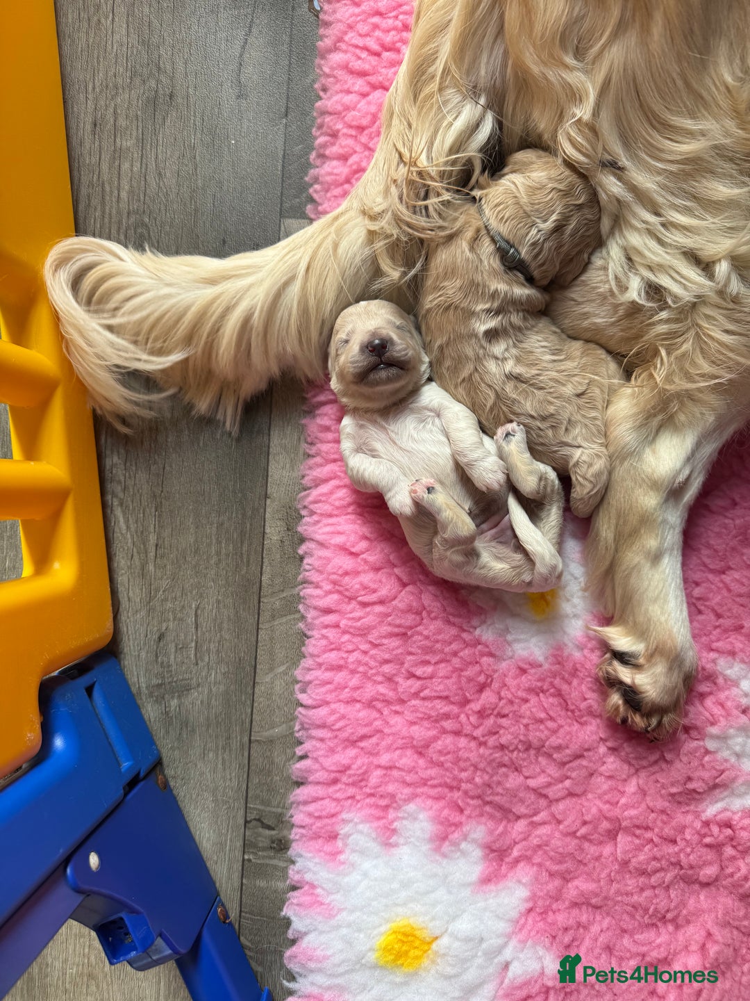 Mini Goldendoodle dogs for sale: Stunning F1 Mini Goldendoodles  - Image 26