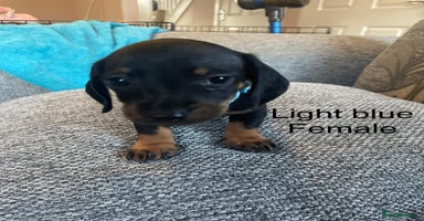 Dachshund dogs - Advert 3