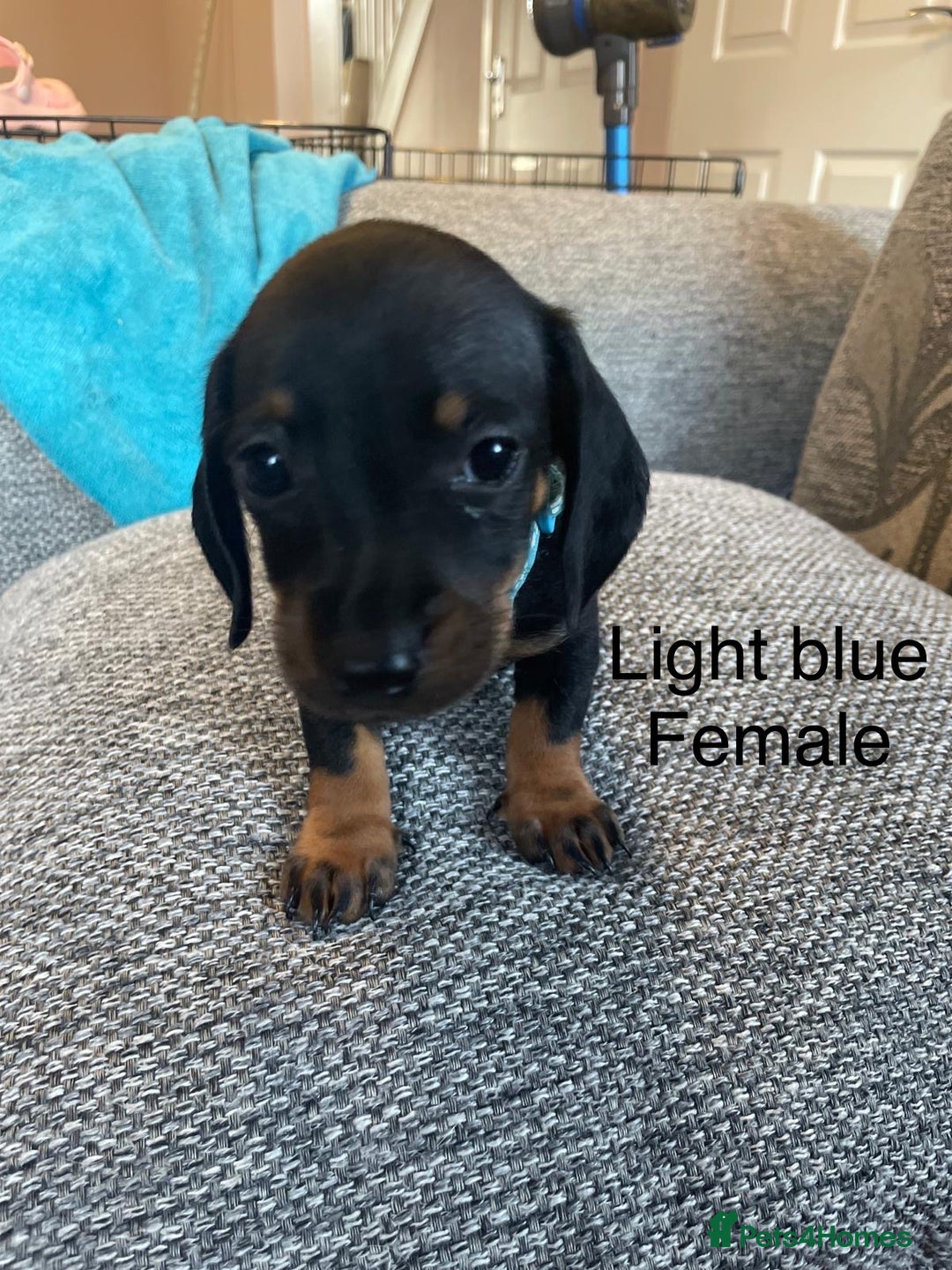 Dachshund dogs for sale: *** 4 puppies ready to go **  - Image 5