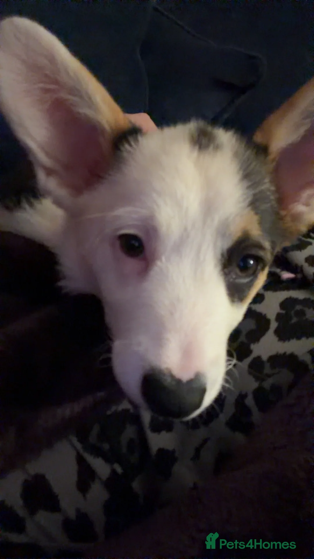 Welsh Corgi Pembroke dogs for sale: Welsh pembrook corgi - Advert 2