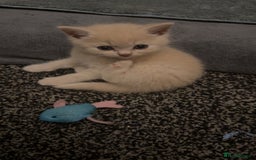 British Shorthair cats for sale: British short hair  - Image 17
