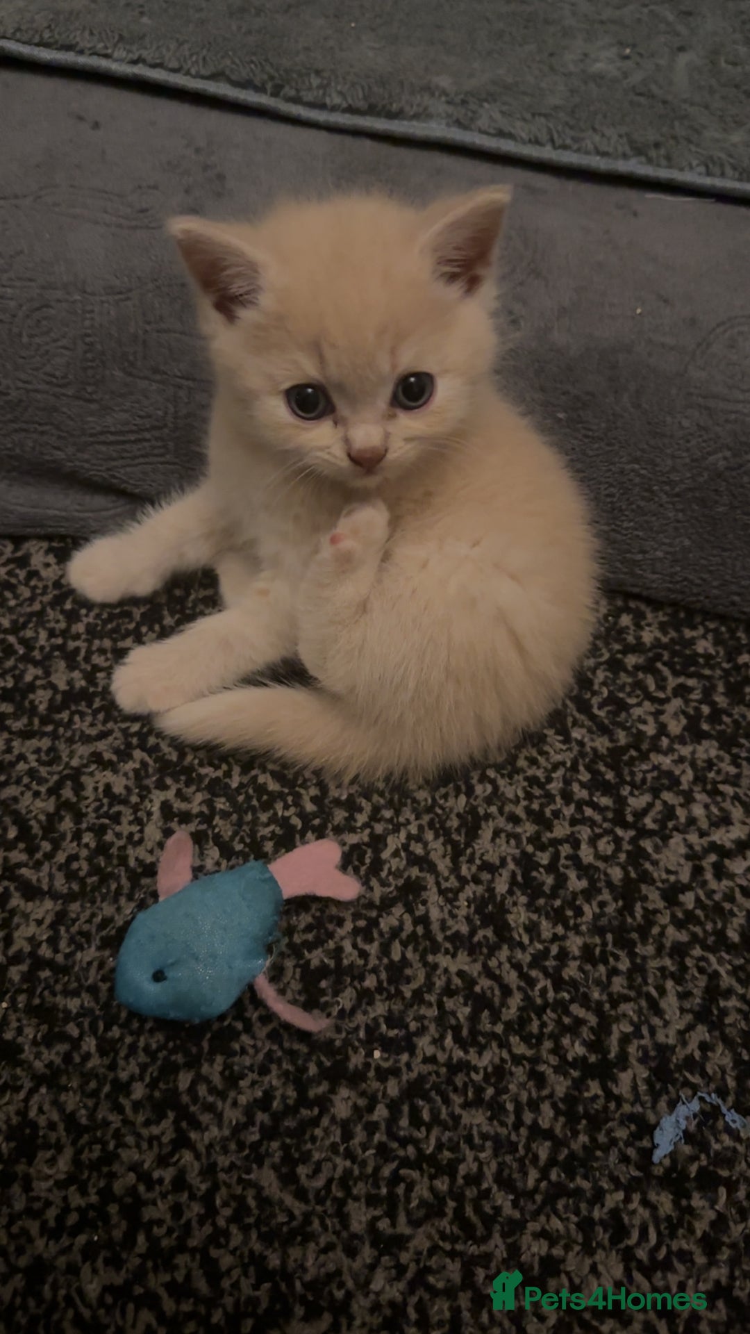 British Shorthair cats for sale: British short hair  - Image 17
