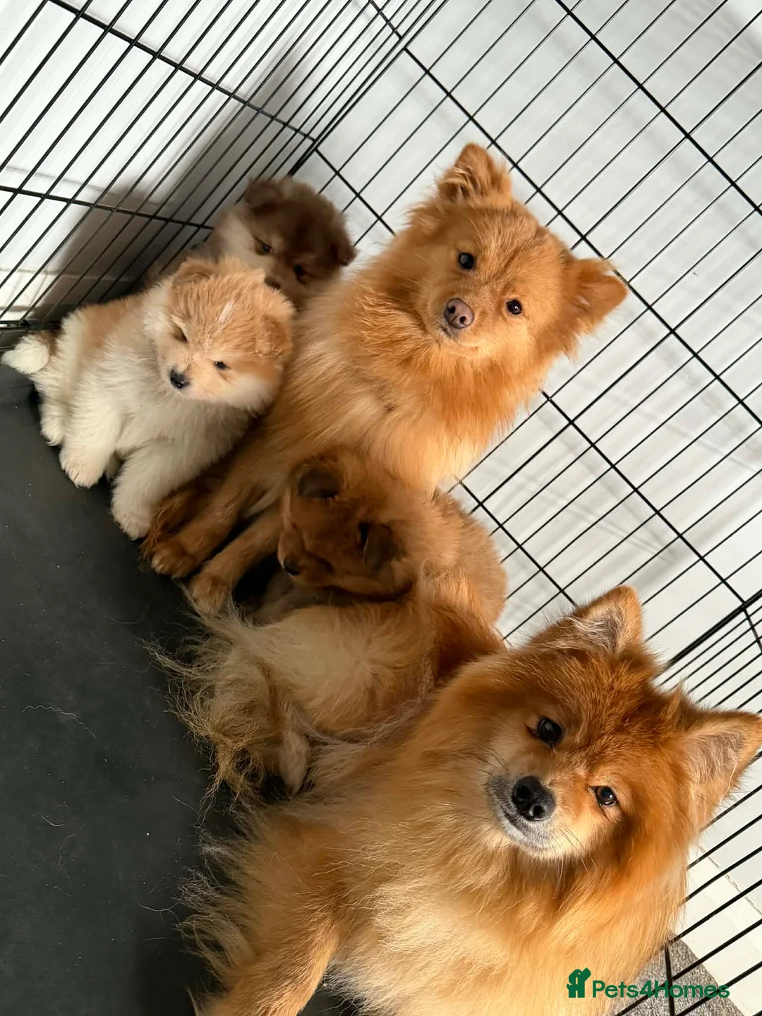 Pomeranian dogs for sale: Pomeranian Puppies - Advert 5