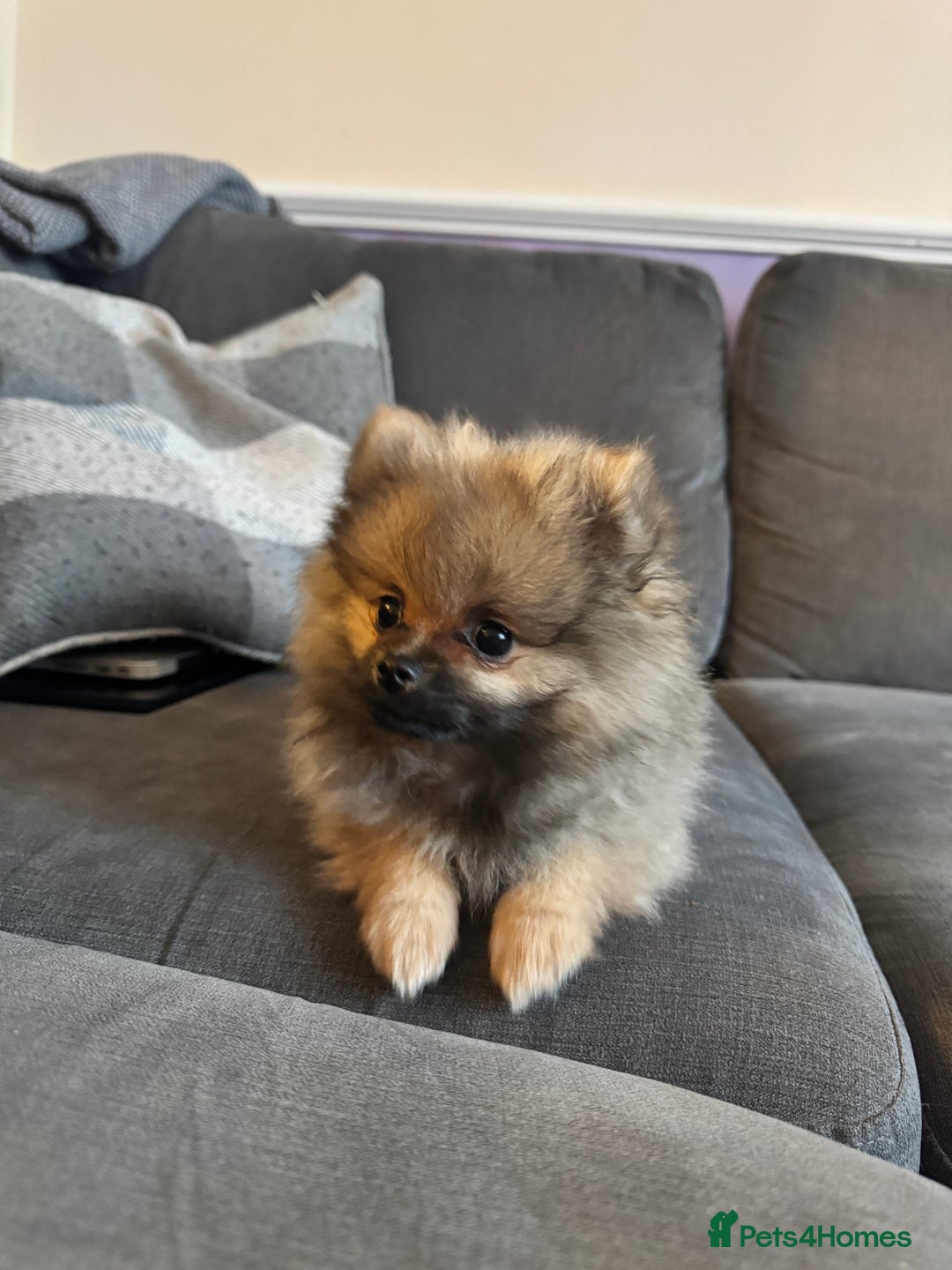 Pomeranian dogs for sale: ❤️Beautiful Pomeranian puppies❤️ - Advert 1