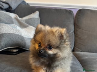 Pomeranian dogs ❤️Beautiful Pomeranian puppies❤️ - Advert 6