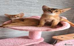 Abyssinian cats for sale: Abisinian kittens  - Image 23