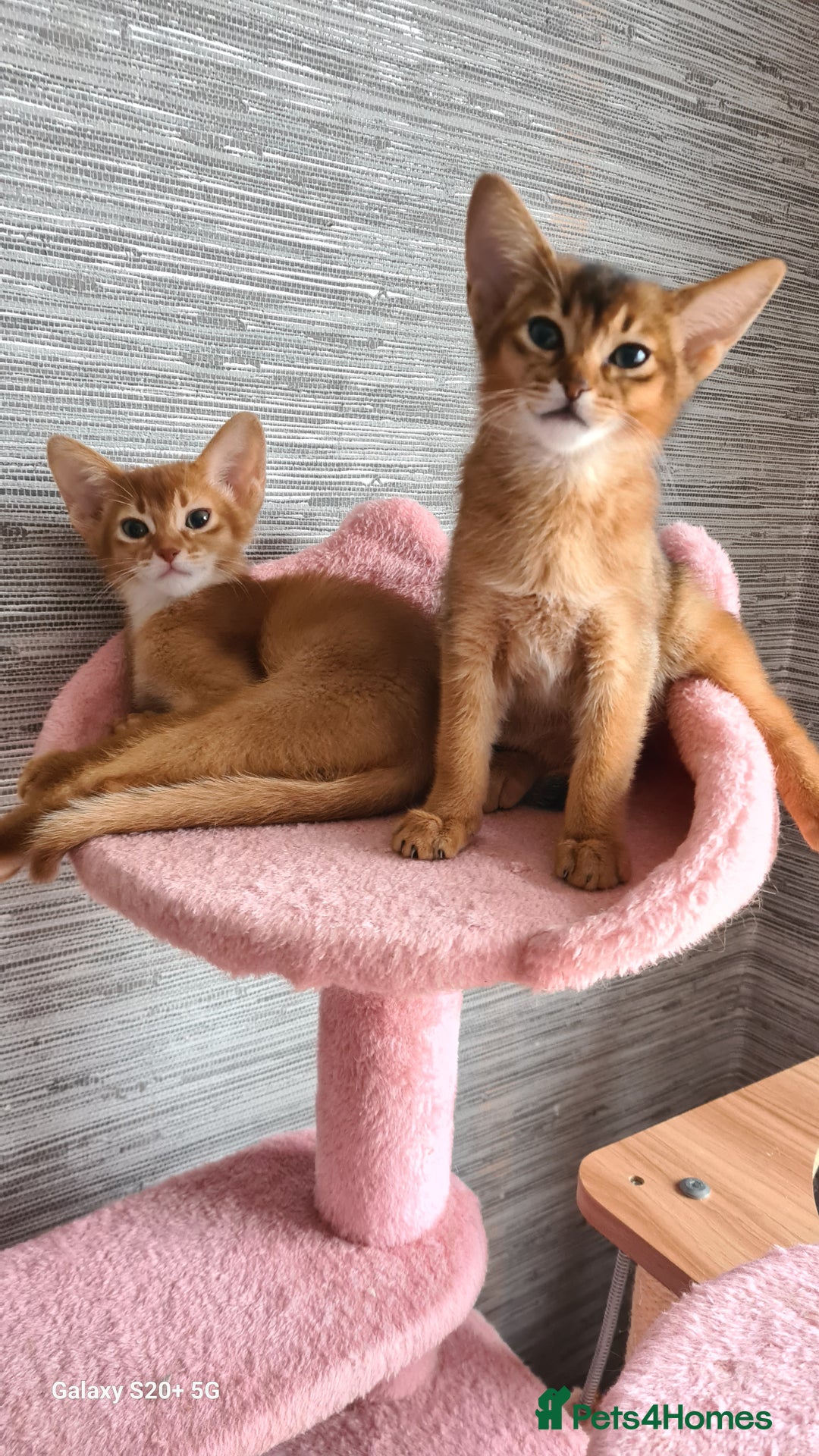 Abyssinian cats for sale: Abisinian kittens  - Image 23
