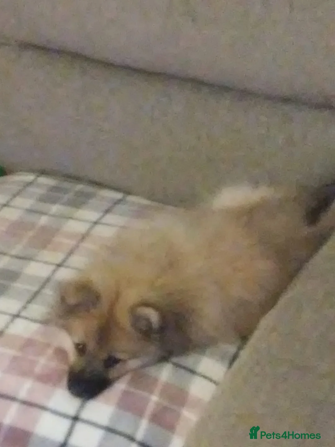 Pomeranian dogs for sale: Two male Pomeranian puppies for sale - Advert 16